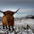 Highland Cow Glen Lednock